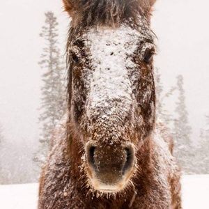 Meet your Posher, Penny